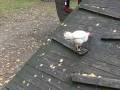 26. Oktober: Die Hühner klettern währenddessen am Tierspielhaus! (Foto: Evelyn Simson)