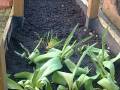 16. März: Heute haben wir auch noch die Tulpen aus dem Garten umgepflanzt und im Hochbeet gearbeitet. (Carina Potthast)