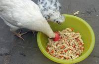 24. Mai: Es schmeckt. Nicht nur den Hühnern ... (Foto: Boris Pawlik Warnecke)