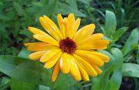 9. Oktober: Wildnistag. Die schöne gelbe Heilpflanze ist eine Ringelblume. Sie wächst in unserem Hochbeet. (Foto: Evelyn Simson)
