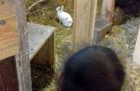 30. September: Heute haben wir ein neues Kaninchen bekommen: Schneeglöckchen ist sein Name. Es war einsam, sein Partner war gestorben. Jetzt muss es sich erstmal bei uns eingewöhnen, aber es ist nicht mehr einsam. (Foto: Evelyn Simson)