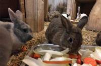 1. Dezember: Polly und Bunny genießen das Futter. (Foto: Laura Müller)