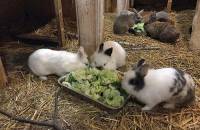 16. Dezember: Die Kaninchen und Meerschweinchen genießen heute nochmal das Futter in großer Runde, bevor sie morgen von den Kindern abgeholt und die Feiertage bei ihnen zuhause verbringen werden.