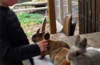12. November: Die Kaninchen brauchen ihre Fellpflege, dafür sorgt Matti. (Foto: Hellas Adlung)