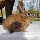 1. April: Bunny (Foto: July Krause)