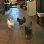 14. April: Die Hühner haben leider immer noch Stallpflicht. Heute durften sie sich aber im Tierhaus etwas bewegen. (Foto: Laura Müller)