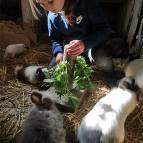 27. April: Maria hat für die Kaninchen und Meerschweinchen Zitronenmelisse gesammelt. (Foto: July Krause)