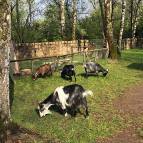 28. April: Auch die Ziegen freuen sich über die Sonne und grasen im Tierhausgelände. (Foto: Laura Müller)