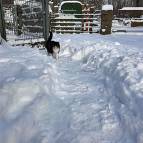10. Februar: Miezefee ist nicht ganz zufrieden mit dem Schnee. (Foto: Laura Müller)