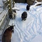 11. Februar: Lange haben es die Ziegen allerdings nicht draußen ausgehalten .... (Foto: Laura Müller)