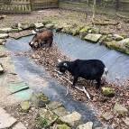 27. Februar: Fehlt nur noch etwas Wasser, dann haben die Ziegen ihren eigenen Pool. (Foto: Laura Müller)