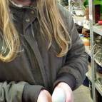 27. Januar: Kaschmir legt blaugrüne Eier, Suna hat eins im Hühnernest gefunden. (Foto: Hellas Adlung)