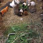 3. Juni: Obwohl es eine zweite Futterschale gibt, sitzen die Kaninchen und Meerschweinchen lieber alle zusammen beim Essen.(Foto: Laura Müller)