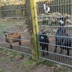 2. März: Auch die Ziegen schauen zu was los ist beim Ausmisten. (Foto: Hellas Adlung)