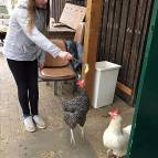 4. März: Swantje füttert die Hühner. (Foto: Laura Müller)