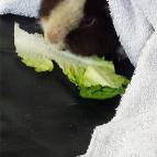 8. März: Draußen ist es noch kalt, darum bekommt Henry ein Tuch und knabbert in Ruhe seinen Salat. (Foto: Hellas Adlung)