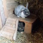 13. März: Und Bunny ist auch dabei, er hat sich im Häuschen versteckt. (Foto: Hellas Adlung)