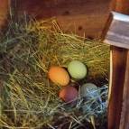 15. März: Nanu, ist denn schon Ostern??? Heute waren gleich 4 Eier im Hühnernest! (Foto: Hellas Adlung)