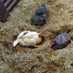 230. März: Auch die Hühner haben sich bei der Wärme zum Mittagsschläfchen eingenistet. (Foto: Hellas Adlung)