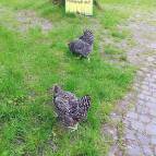 16. Mai: Die Stallpflicht ist beendet. Endlich dürfen die Hühner wieder raus. (Foto: July Krause)