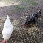 17. Mai: Nach so langer Zeit im Stall dürfen unsere Hühner endlich wieder ins Freie. (Foto: Hellas Adlung)