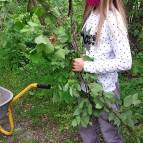 18. Mai: Kathy sammelt die vom Wind abgebrochenen Zweige in einer Schubkarre. (Foto: Hellas Adlung)