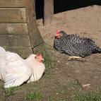 27. Mai: Die Hühner genießen die Sonne. (Foto: Laura Krause)