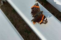 17. August: Ein schöner Schmetterling genießt die Morgensonne auf der Bank.