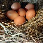 24. April: So viele Eier im Nest!! (Foto: Hellas Adlung)