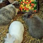 3. Februar: Futterzeit bei den Meerlis und Kaninchen. (Foto: Hellas Adlung)