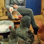 6. Februar: Swantje hat leckere Möhren für die Hühner gerieben. Das mögen sie besonders gern. (Foto: Hellas Adlung)