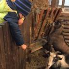 9. Januar: Fritz guckt was die Ziegen so machen. Die wollten bei dem schlechten Wetter nämlich gar nicht aus dem Stall kommen. (Foto: Laura Müller)