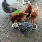 20. Januar: Nun haben die Hühner was Leckeres zum Aufpicken. Jeder ein kleines Schälchen mit eingeweichtem Brot. (Foto: Hellas Adlung)