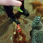 31. Januar: Wenn man Salat in der Hand hält springen die Hühner sogar manchmal hoch um sich ein Blättchen zu schnappen. (Foto: Hellas Adlung)