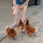 30. Juni: Die Hühner haben schon gesehen, dass Swantje etwas Leckeres für sie hat. (Foto: Hellas Adlung)