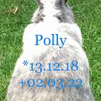 3. März: Plötzlich und unerwartet mussten wir uns von unserem Kaninchen Polly verabschieden. Sie war ein tolles Kaninchen mit einem starken Charakter und wir werden sie sehr vermissen. (Foto: Swantje)