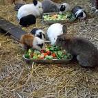 9. März: Futterzeit bei den Meerlis und Kaninchen. (Foto: Hellas Adlung)