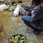 17. März: Futterzeit bei den Kaninchen und Meerschweinchen. Na, sind alle Tiere da?  (Foto: Hellas Adlung)