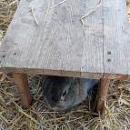 20. März: Bunny versteckt sich unter dem Holztischchen. (Foto: Hellas Adlung)