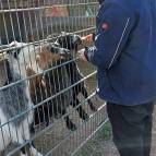 24. März: Simon füttert die Ziegen. Sunny schnappt sich zuerst einen Apfelstückchen. (Foto: Hellas Adlung)