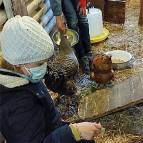 31. März: Die Hühner freuen sich immer sehr über frischen Salat, Es macht Spaß sie zu füttern, dann picken sie einem aus der Hand. (Foto: Hellas Adlung)