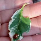 9. Oktober: Schaut mal, was für ein kleiner hübscher Marienkäfer auf dem Blatt ist. (Foto: Hellas Adlung)