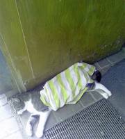 5. Juli: Eine Affen Hitze, ähh Katzen Hitze ist das! Nur mit nassem Handtuch zu ertragen!