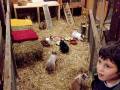 10. November: Vorsorge für den Winter. Für die Kaninchen wurde heute, zusätzlich zu ihren Käfigen, ein Auslauf im Stall gebaut.(Foto: Laura Müller)