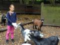 8. Oktober: Mia und Nikita versuchen die Ziegen an die Bürste und das Striegeln zu gewöhnen. (Foto: Evelyn Simson)